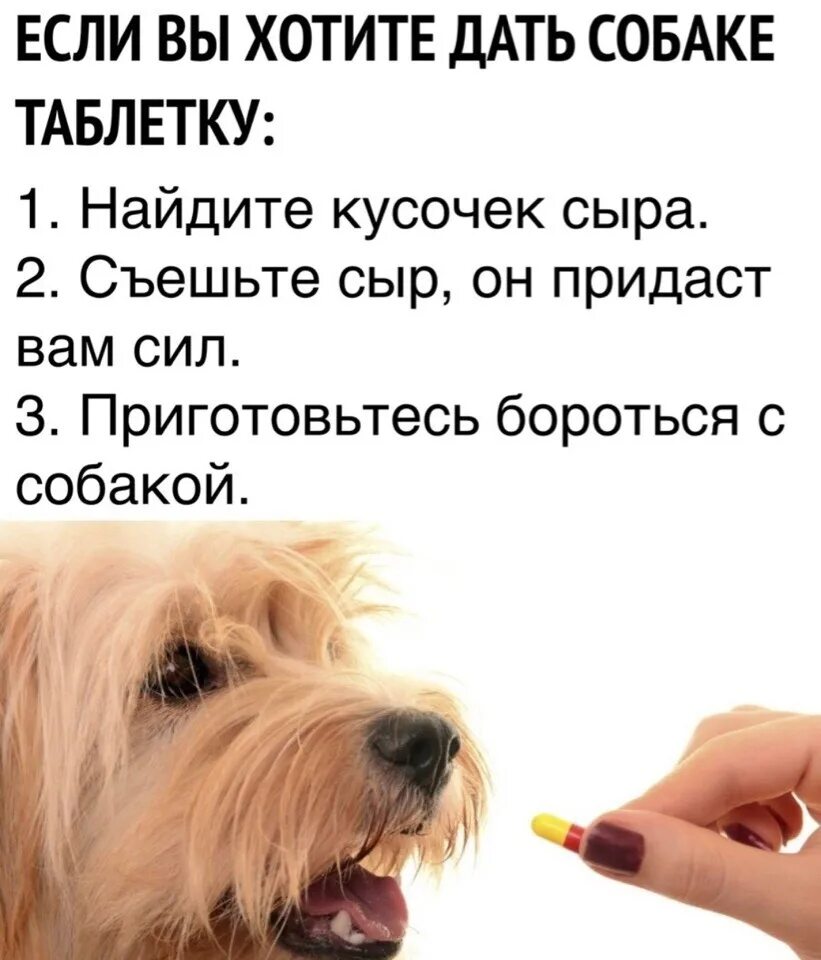 Как дать собаке лекарство. Собаке дают таблетку. Как дать таблетку собаке. Как правильно дать таблетку собаке. Давай про собаку