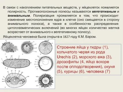 Запас яйцеклеток