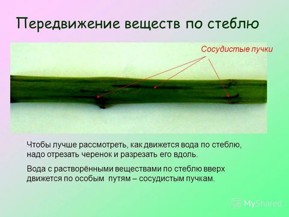 может ли стебель. может ли стебель. строение части стебля и функции части стебля. строение побега герани схема. строение побега черешок.