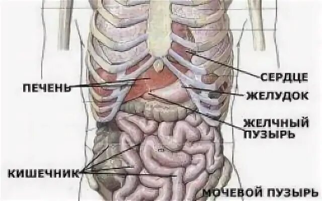 Какой орган находится слева сбоку. Органы человека справа сбоку. органы в левом боку. органы правый бок спереди. орган в левом подреберье у человека.