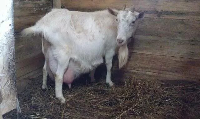 Суягные козы. Сколько месяцев беременна коза