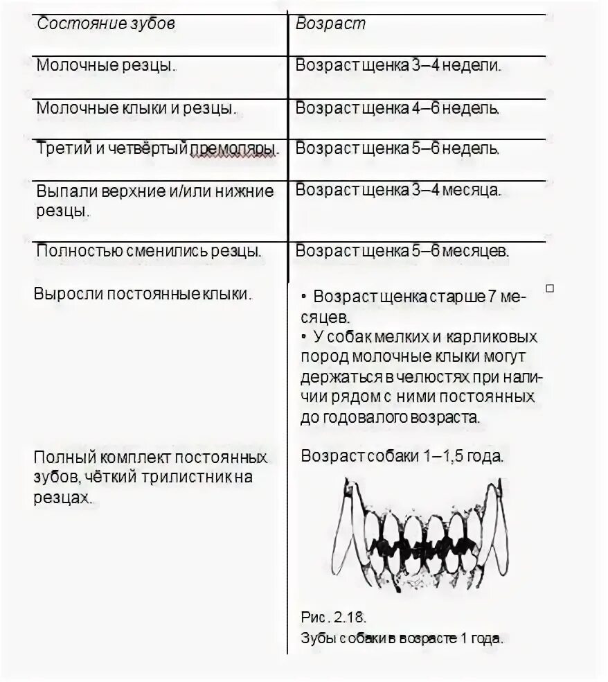 В каком возрасте у кошек выпадают зубы