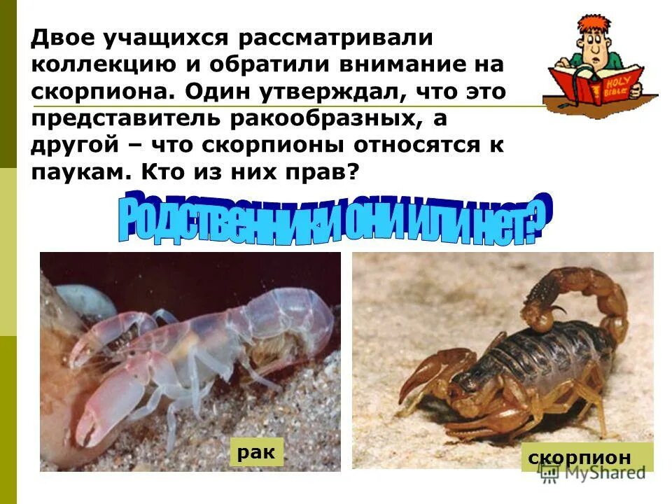 Несколько фактов о скорпионе. Скорпион относится к классу ракообразных. Класс паукообразные скорпионы. Скорпионы представители класса паукообразных. Членистоногие скорпион.