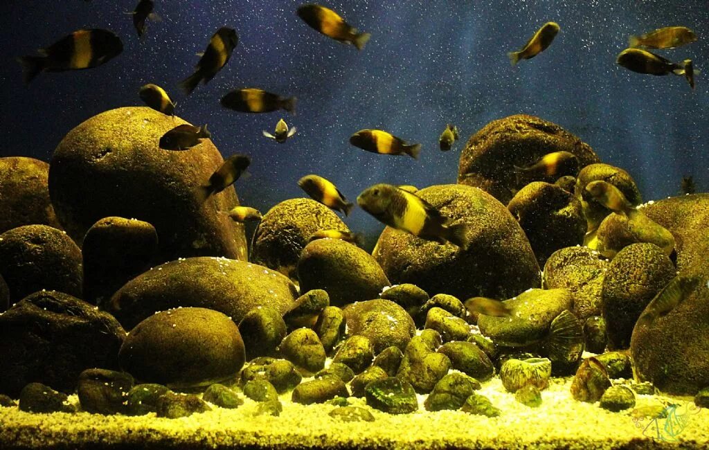 Живые организмы аквариума. Аквариум Танганьика биотопный. Биотопные аквариумы Танганьика. Биотоп амазонки. Биотоп это.