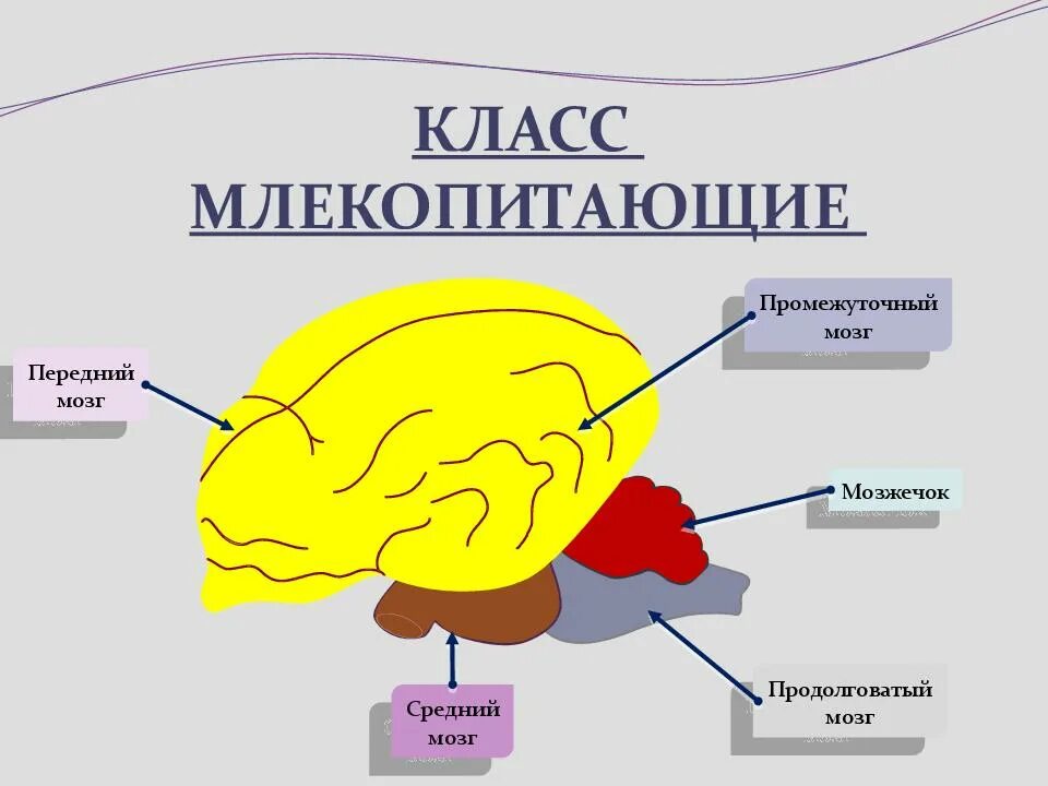 Наиболее развитые отделы головного мозга у млекопитающих. Строение головного мозга млекопитающих. Строение отделов головного мозга млекопитающих. Отделы головного мозга млекопитающих схема. 5 Отделов головного мозга у млекопитающих.