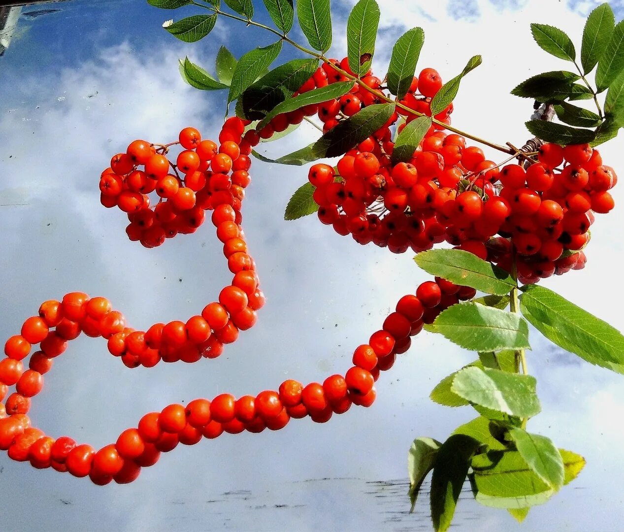 читать рябиновые бусы. рябиновые бусы на прозрачном фоне. рябины гроздья алые. бусы рябинка рябина. рябиновые бусы.