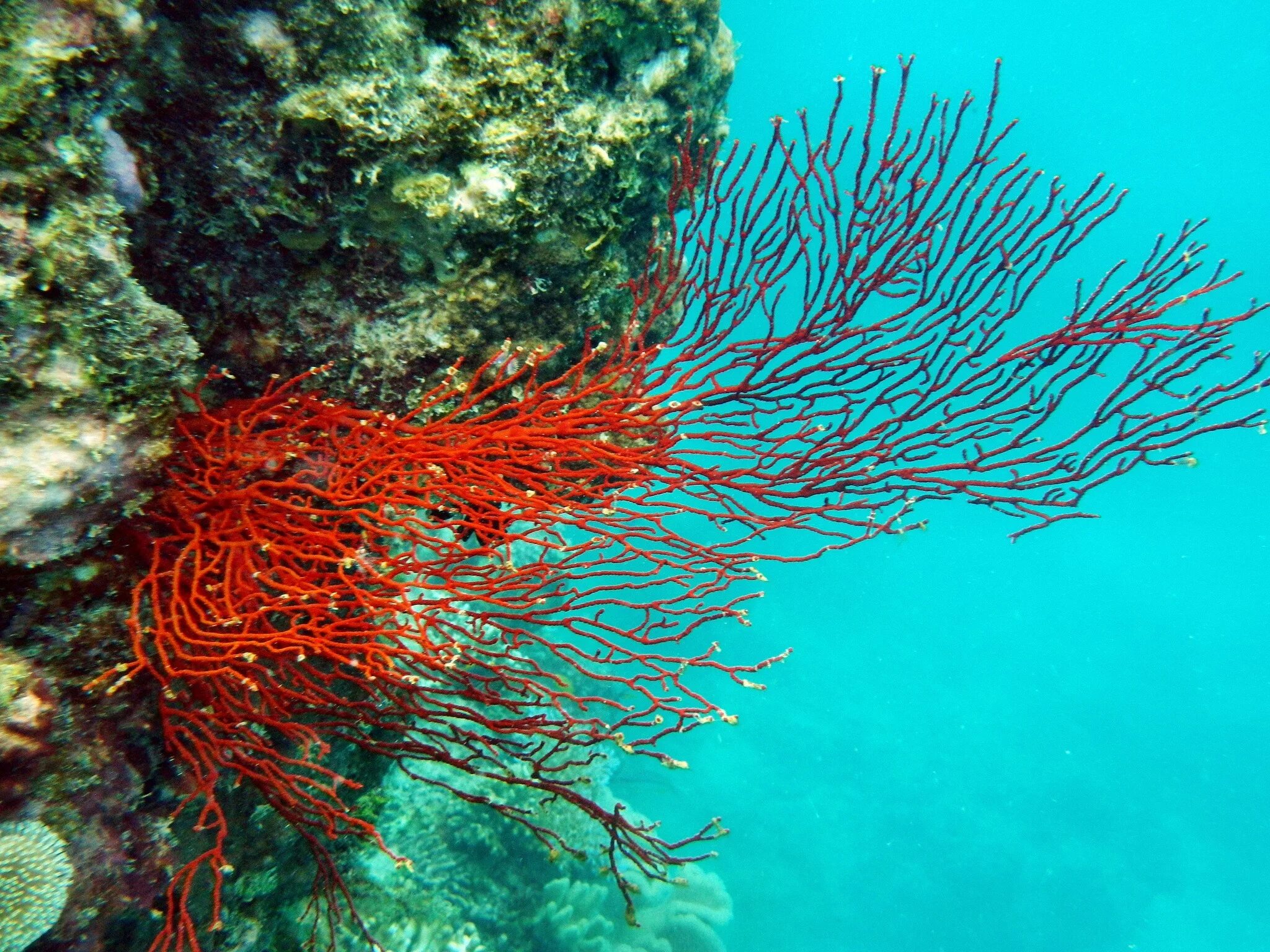 Древние коралловые рифы. Большой Барьерный риф. Австралия Барьерный риф кораллы. Водоросли большого барьерного рифа. Кораллина водоросль.