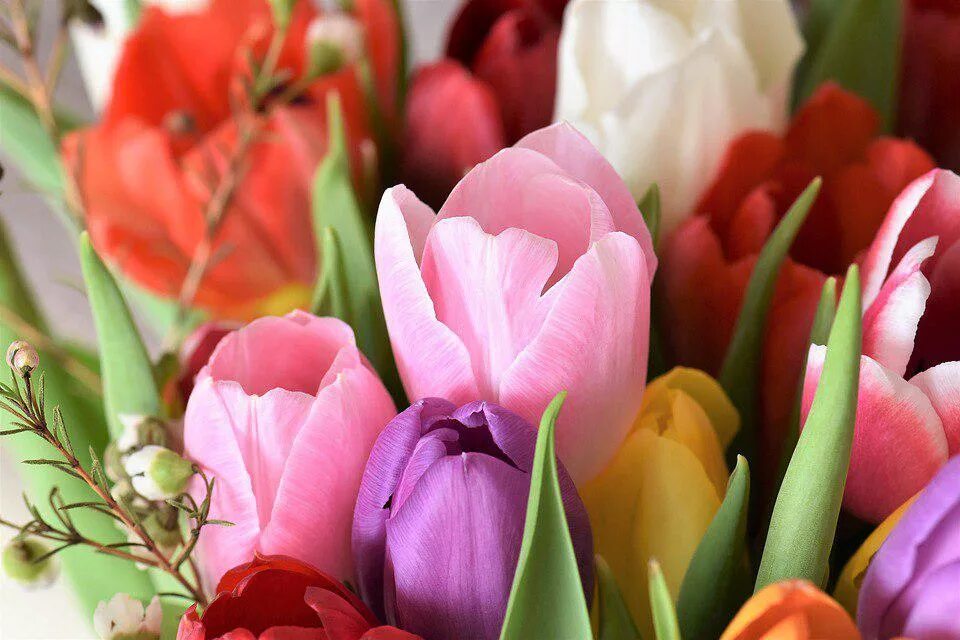 Цвета международного женского дня. Цветы тюльпаны.