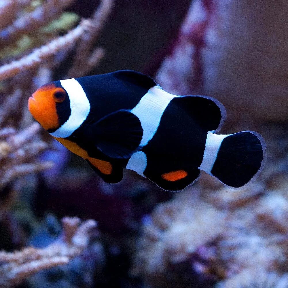 Морской аквариум с рыбками клоунами. Рыба клоун амфиприон. Рыба клоун аквариумная. Рыба клоун морфы. Амфиприон оцеллярис.