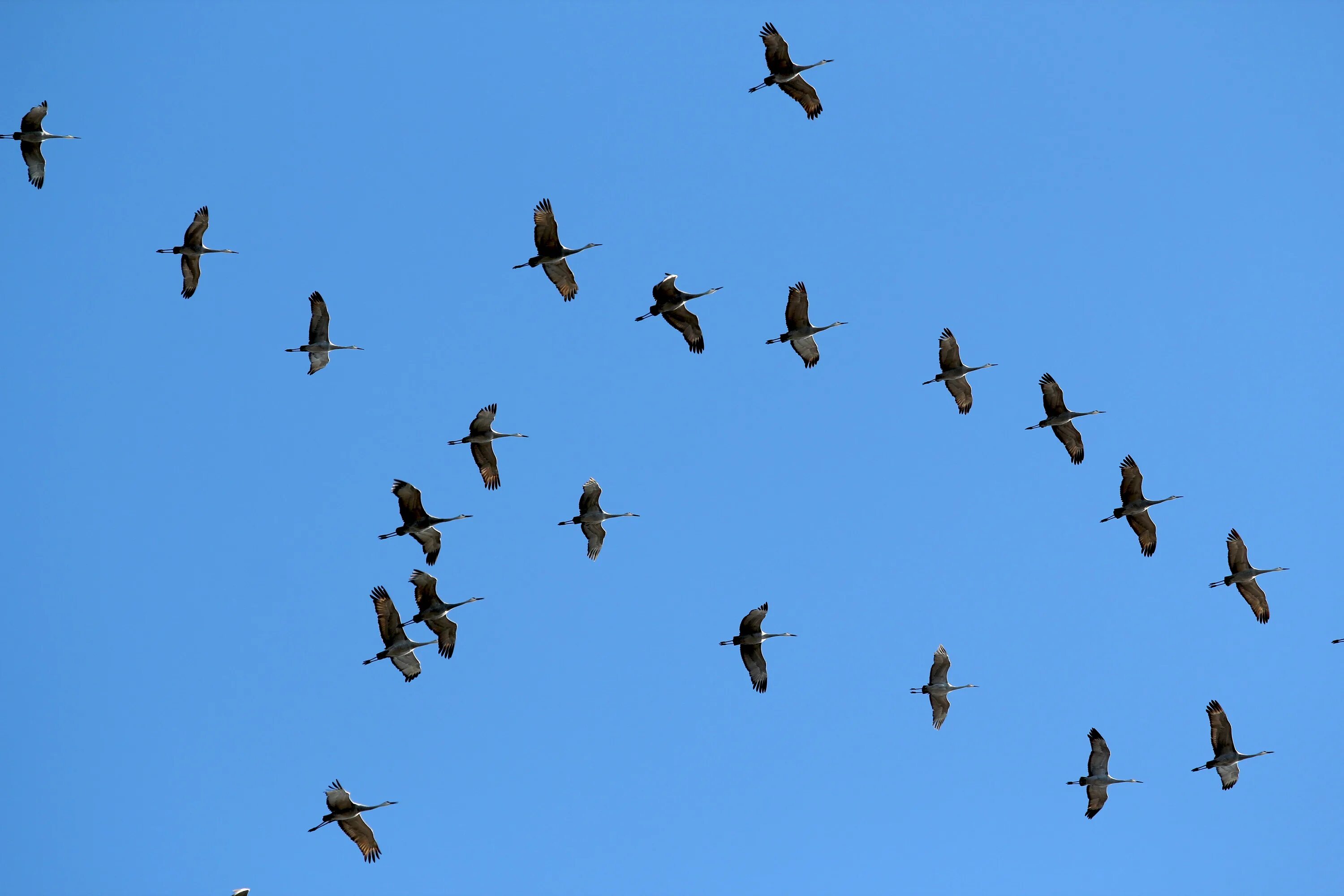 Миграция птиц Клин. Миграция животных и птиц. Пролёт птиц. Массовая миграция птиц.