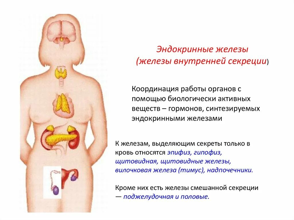 Эндокринная система человека железы внутренней секреции. Функции эндокринная система железы внутренней секреции. .Система желез внутренней секреции. Функции. Эндокринная система железы смешанной секреции.