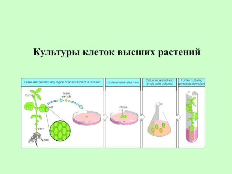 Выращивание растений методом культуры клеток. Культура клеток растений Каллус. Культура растительных клеток и тканей это. Культура клеток и тканей высших растений.