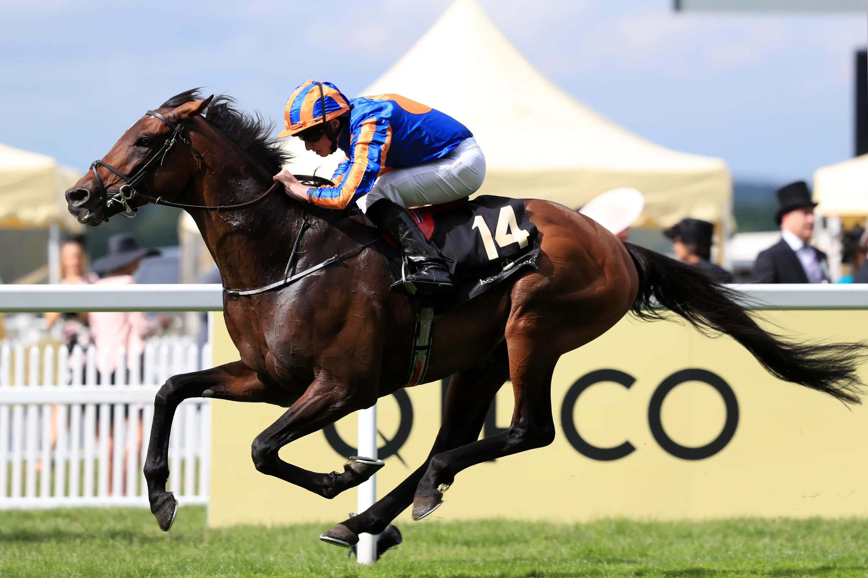 хорс рейсинг. кобыла блэк кэвиар. жокей на ипподроме. скачки (ат чабыш). лошади для скачек.