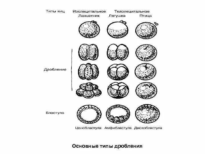 Типы дробления и типы бластул. Типы дробления зиготы рисунок. Типы дробления яйца. Типы дробления и бластул у животных.