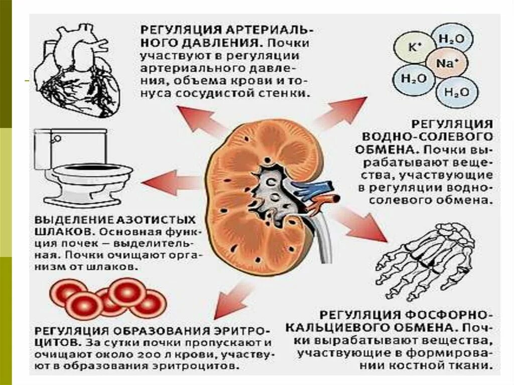 Сколько дают за почку. Почки и артериальное давление. Высокое почечное давление причины. Взаимосвязь почек и артериального давления.