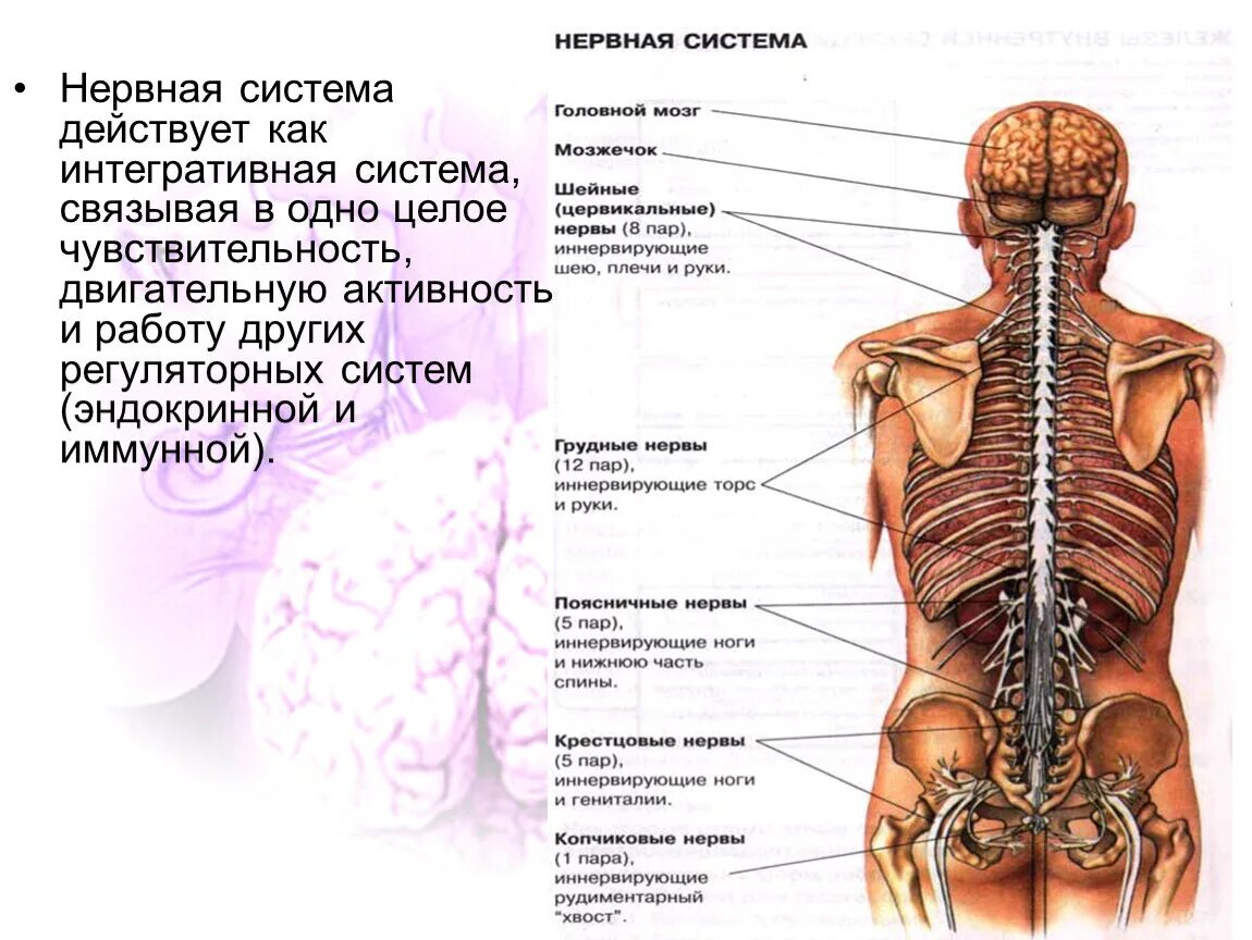 Функции нервной системы двигательная. Эндокринная и нервная системы действуют. Нарушение локомоторной функции нервной системы. Как действует эндокринная и нервная система. Нервная система и иммунитет как связаны.