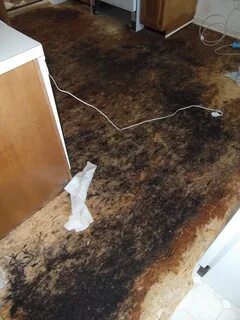 Грибок под линолеумом фото - DelaDom.ru