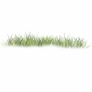 Grass like