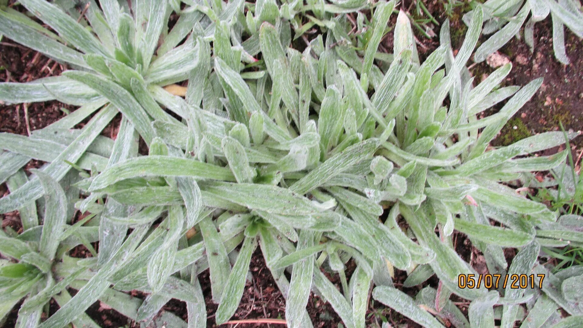 Plantago nivalis. Снежный подорожник 7 букв. Подорожник южного урала. Снежный подорожник 7 букв. Снежный подорожник 7 букв.