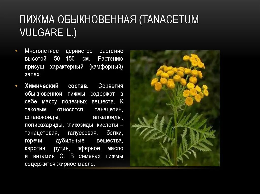 пижма курчавая криспа. пижма. пижма семейство. пижма обыкновенная. пижма обыкновенная плоды.