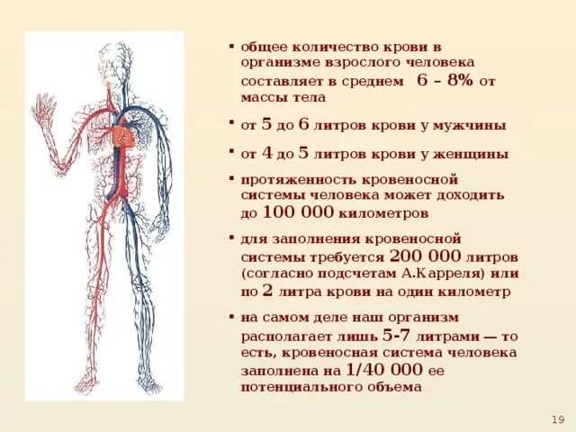 Кровь в организме человека. Количество крови в организме. Количество крови в организме взрослого человека. Общее количество крови в организме человека. Какое количество крови нужно