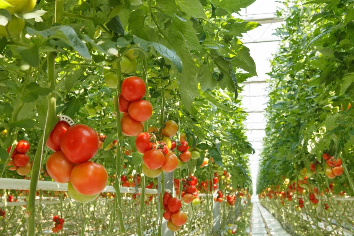 Помидоры ГРИНХАУС. Томат Мерлис в промышленной теплице. Теплица с помидорами. Выращивание томатов в теплице.