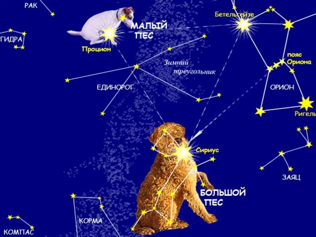 Самая яркая звезда в созвездии большого пса. Сириус звезда в созвездии большого пса. Малый пес Созвездие самая яркая звезда. Созвездие Сириус Альфа большого пса.