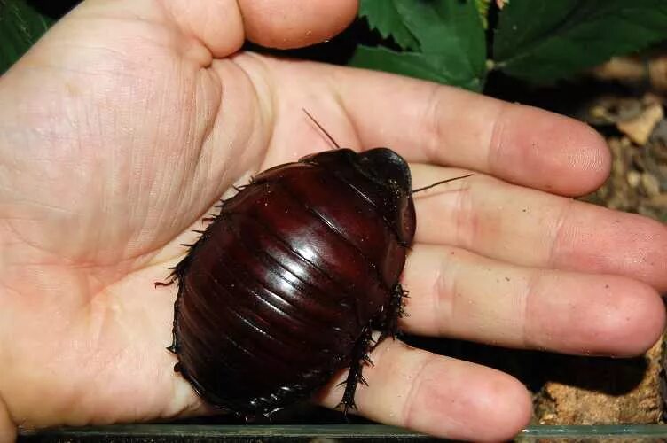 Таракан-носорог macropanesthia rhinoceros!. Жук сколопендра. Самый страшный таракан. Самые противные насекомые. Жук сколопендра.