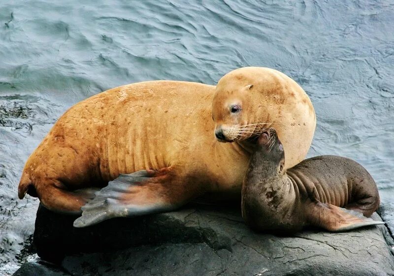 Морж в арктике арктика. Заповедник морских млекопитающих. Морские выдры командорские острова. Командорский заповедник. Командорские острова морские котики.