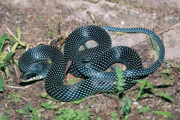 Snakes world. Змеи Абхазии полоз. Drymobius margaritiferus. Ужеобразные змеи ядовитые. Желтопузик змея в Абхазии.