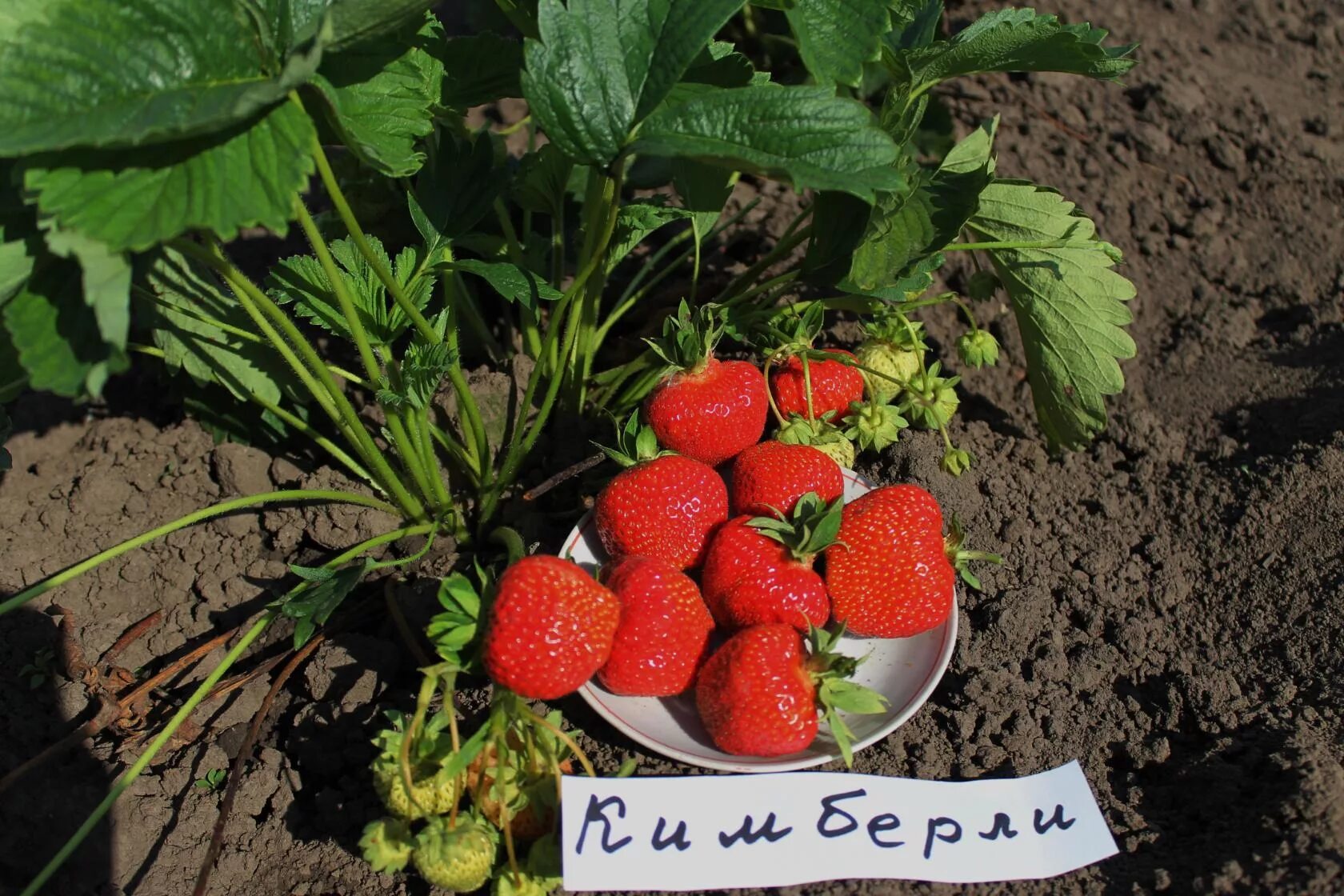 Земляника Вима Кимберли. Сорт клубники Кимберли. Клубника земляника Садовая Кимберли. Клубника кимберли описание сорта отзывы