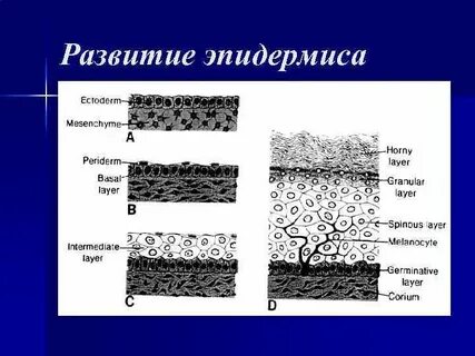 Производные эпидермиса