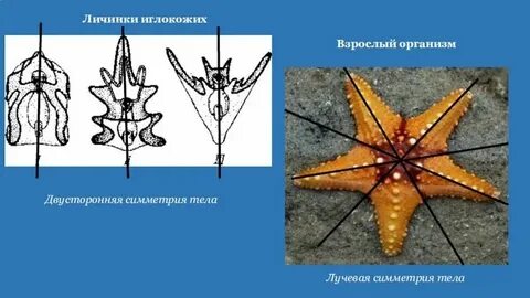 Лучевая система характерна для