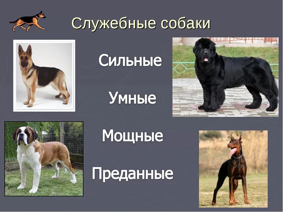 Общее название охотничьих комнатных собак. Породы собак служебные породы. служебные породы собак названия. служебные собаки породы служебных собак. служебные породы собак с фотографиями.