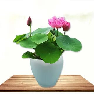 True plants