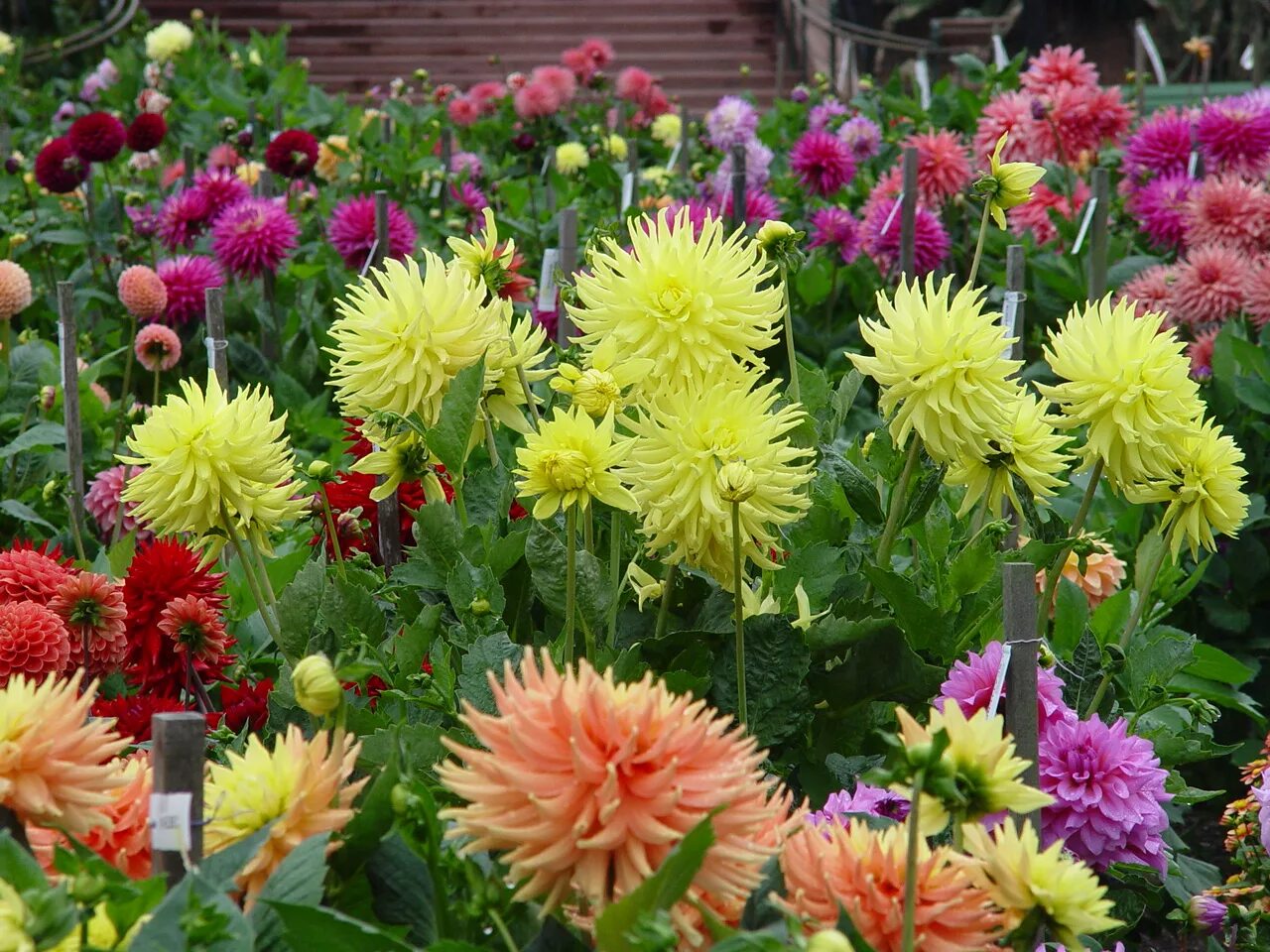 георгины арнхем бордюрный. цветы в саду георгины. георгина дезлинг сан. георгин бордюрный. циния скабиозная.