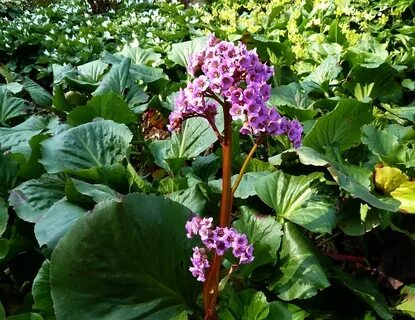 Bergenia crassifolia сырье