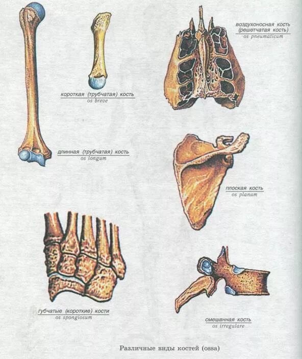 Кости трубчатые губчатые плоские смешанные. Трубчатые кости и губчатые кости. Классификация костей схема трубчатые губчатые плоские смешанные. Типы костей губчатые. Ребра трубчатые