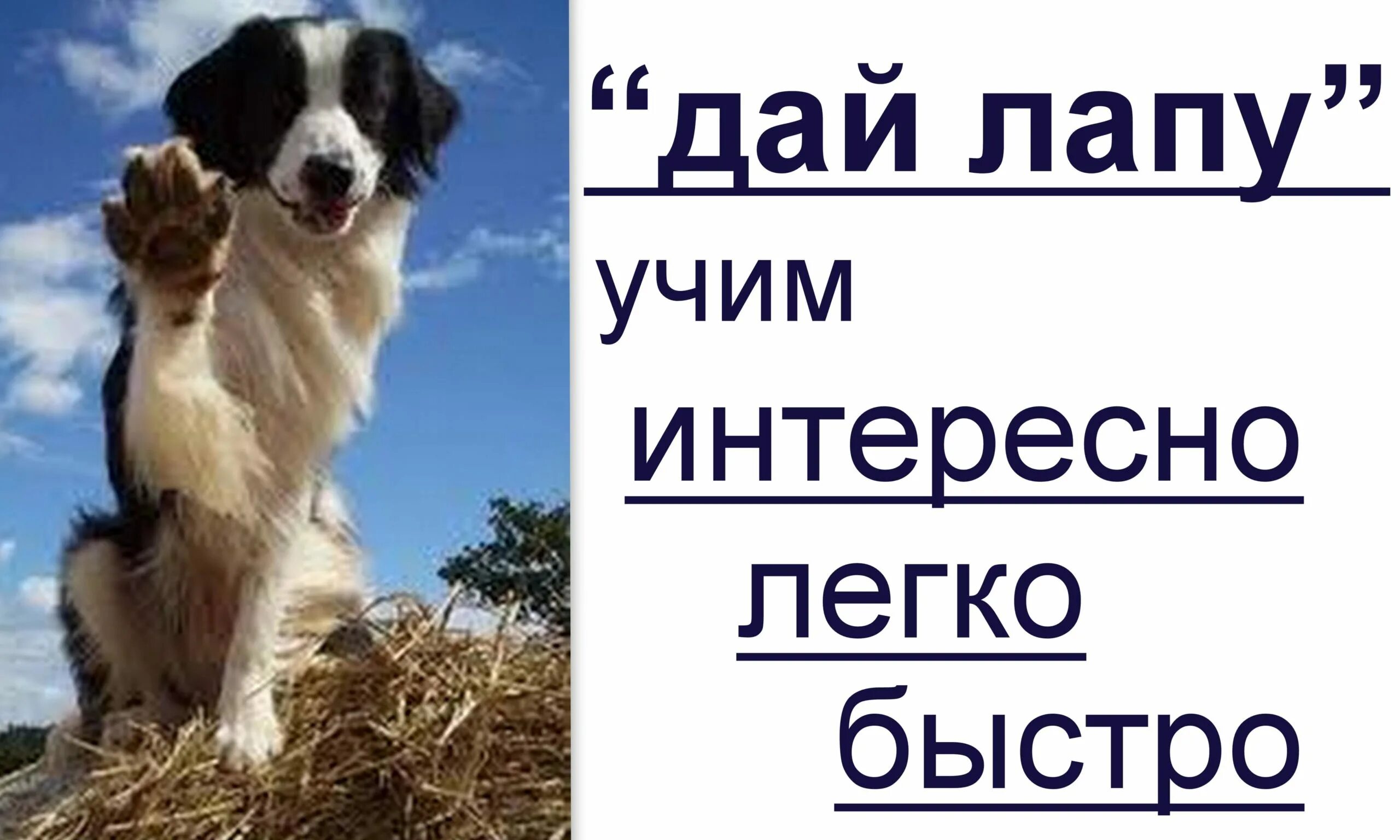 Команда лапки. Как научить собаку дай лапу. Как научить собаку давать лапу. Как учить собаку команде дай лапу. Как выучить команду дай лапу для собак.