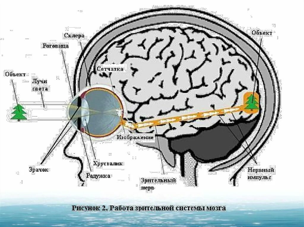 Мозги попал. Схема зрительного восприятия человека. Процесс передачи зрительной информации в мозг. Зрительное восприятие мозг. Как происходит зрительное восприятие.