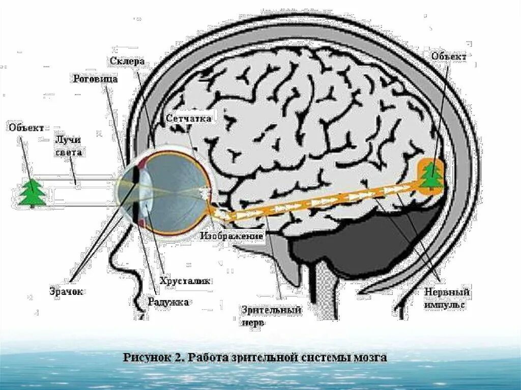 Какой мозг воспринимает информацию от органов зрения