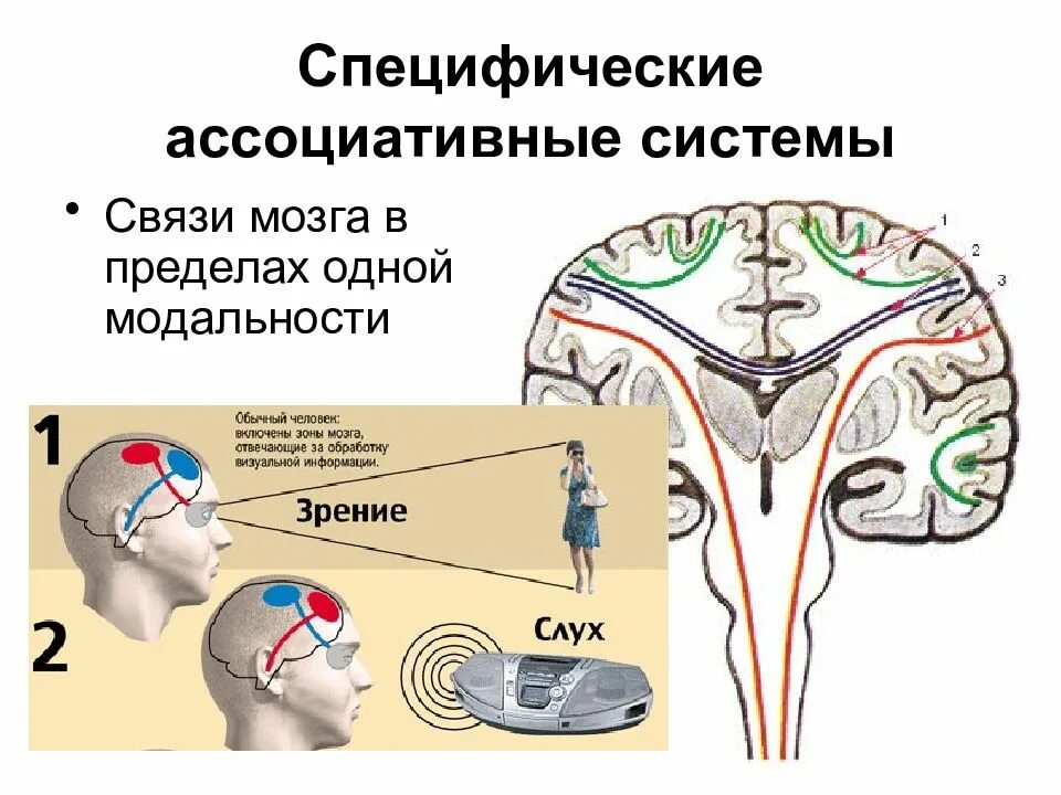 Ассоциативные системы. Ассоциативные системы мозга. нейрофизиология мозга. модальности мозга. головной мозг модальности.