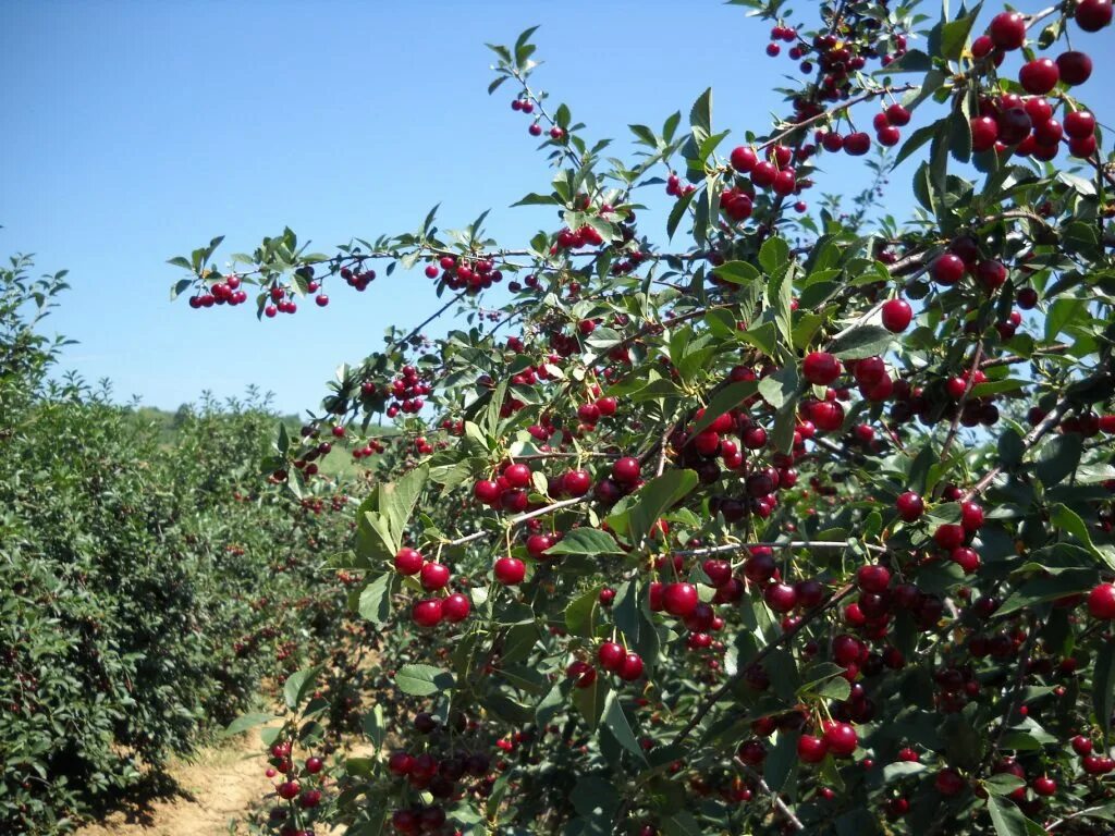 яблоневые сады в кабардино-балкарии. интенсивный яблоневый сад. вишня шубинка. вишня степная (prunus fruticosa). черевишня куст.