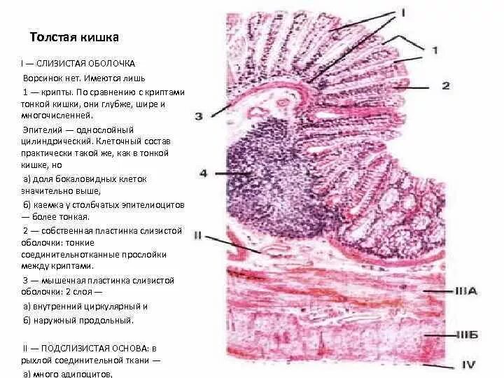 Функции слизистой кишечника. Железистый эпителий желудка гистология. Толстый кишечник гистология эпителий. Ворсинки тонкой кишки гистология. Слизистая оболочка толстой кишки гистология.