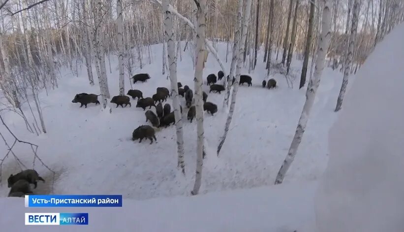 Обской заказник Алтайского края. Большереченский заказник Алтайский край. Обский заповедник. Охотоведы Алтайского края. Сроки охоты в алтайском крае 2024