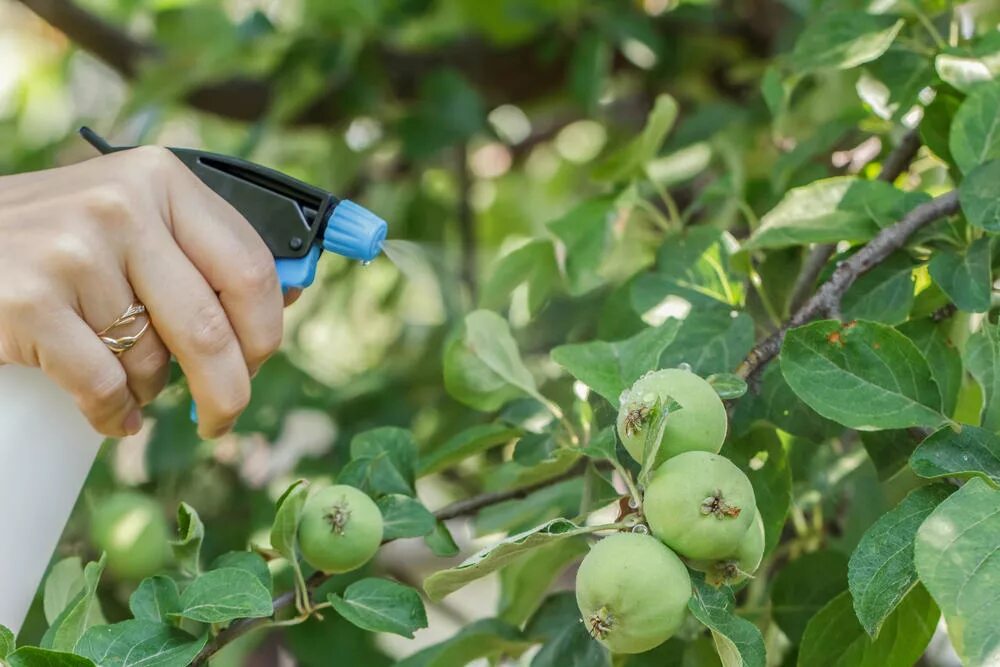 Опрыскивание плодовых. Опрыскивание деревьев. Защита плодовых от вредителей. Обработка плодовых деревьев. Весенняя подкормка яблонь