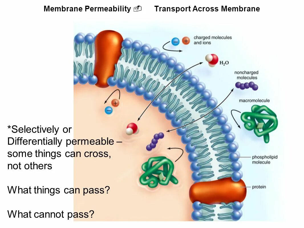 Membrane перевод. Transport across membrane. semi-permeable membrane. types of cell transport. differentially_kelly.