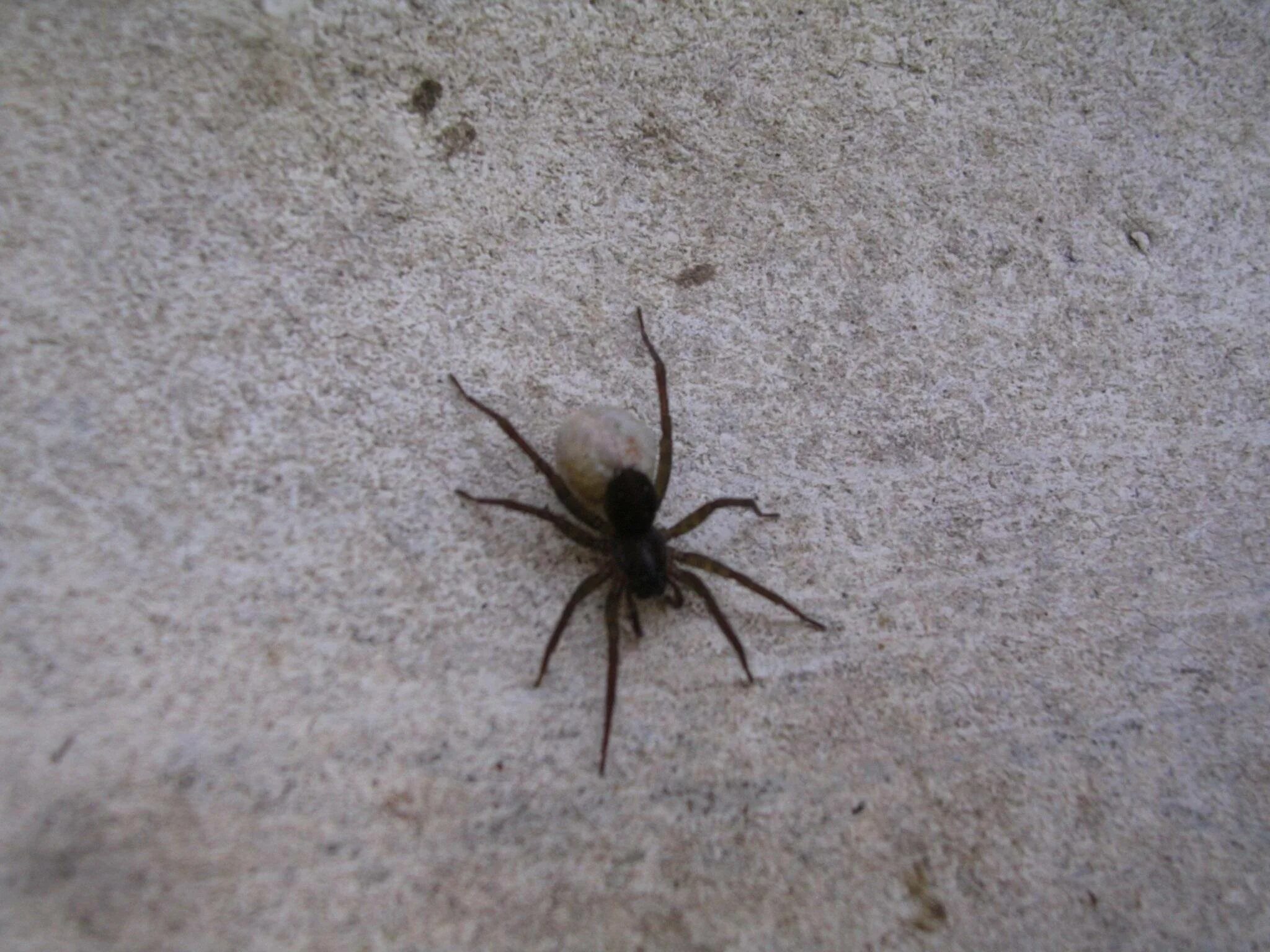 Паук Badumna insignis. Мизгирь паук домашний черный. Маленький черный паук Мизгирь. Паук черный маленький домашний Мизгирь.