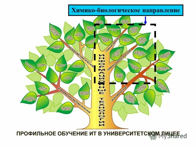 химико-биологический профиль. химико биологическое направление. научное значение. химико биологическое направление. химико биологическое направление в школе.