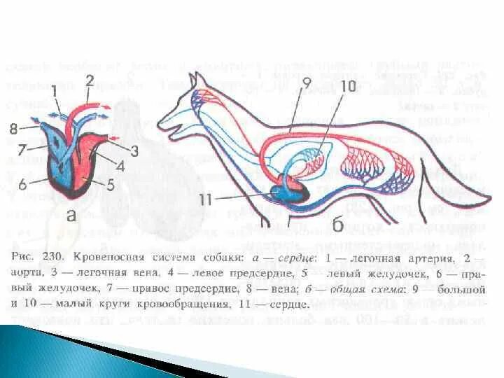 Характерные особенности органов кровообращения млекопитающих. Строение кровеносной системы собаки. Кровеносная система собаки схема. Кровеносная система собаки анатомия. Внутреннее строение млекопитающих кровеносная система.